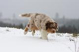 BERGER AUSTRALIEN PUPPIES 463
